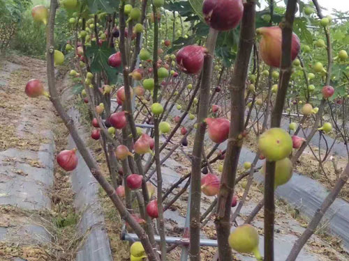 无花果基地